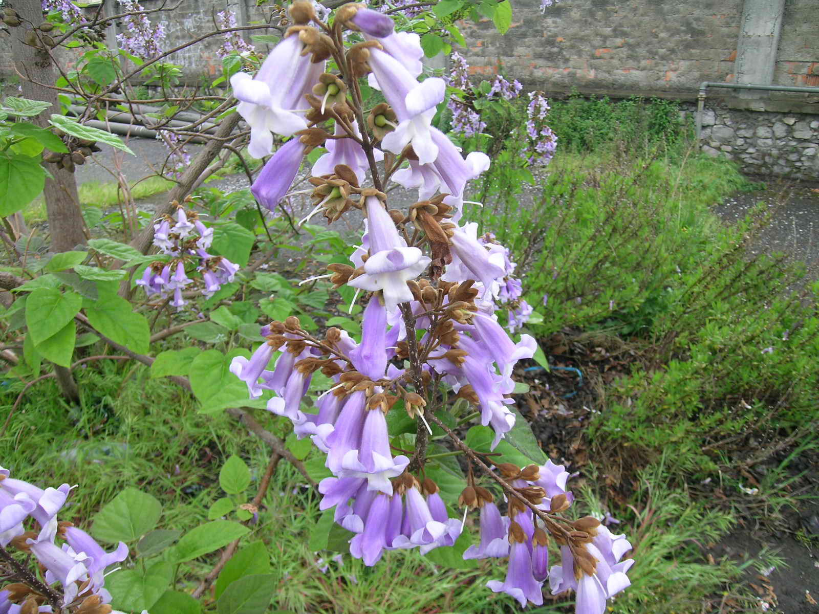 Paulownia tomentosa / Paulownia